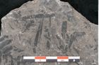 Foto (Detailansicht) von Alethopteris whitbyensis (NHMW-GEO-2024-0188-10482)